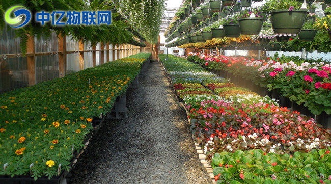 電信物聯卡是如何應用到智慧農業大棚的？