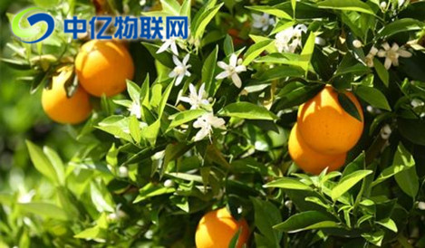智能榨汁機物聯(lián)網(wǎng)卡優(yōu)勢在哪？為什么這么方便？